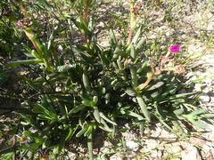 Ruschia diversifolia