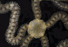 Macrophiothrix
