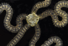 Macrophiothrix