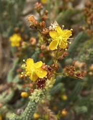 Hypericum ericoides