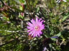 Ruschia diversifolia