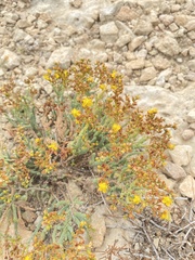 Hypericum ericoides