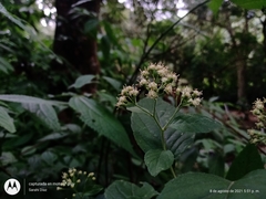 Archibaccharis schiedeana