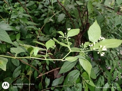 Archibaccharis schiedeana