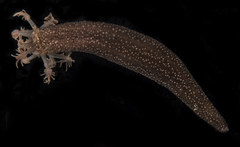 Polycheira rufescens