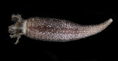 Polycheira rufescens