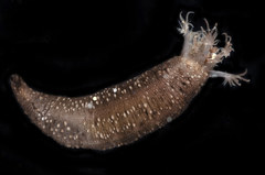 Polycheira rufescens