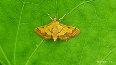 Ischnurges luteomarginalis