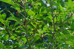Lindera erythrocarpa