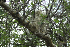 Glaucestrilda thomensis