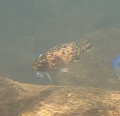 Labeotropheus trewavasae