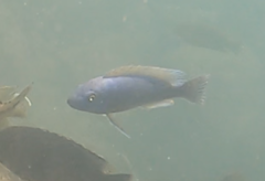 Labeotropheus trewavasae