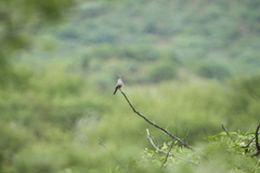 Glaucestrilda thomensis