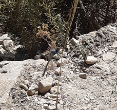 Orthetrum chrysostigma