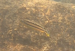 Melanochromis auratus