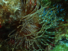 Ceriantharia