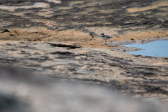 Charadrius semipalmatus