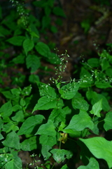Circaea erubescens