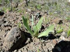 Fritillaria purdyi