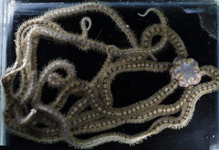 Macrophiothrix longipeda