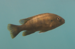 Pseudotropheus