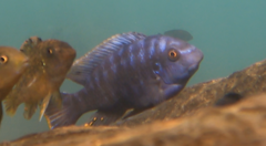 Labeotropheus fuelleborni