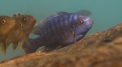 Labeotropheus fuelleborni