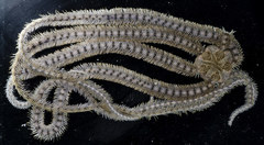 Macrophiothrix longipeda