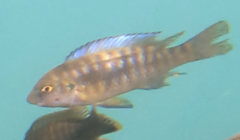 Labeotropheus fuelleborni