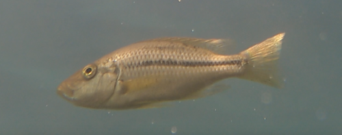 Dimidiochromis strigatus