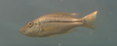 Dimidiochromis strigatus