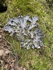 Peltigera leucophlebia