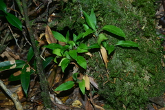 Goodyera robusta