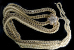 Macrophiothrix longipeda