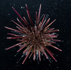 Heliocidaris crassispina