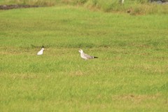 Larus canus