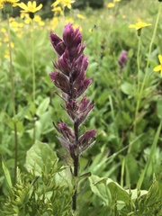 Castilleja parviflora parviflora