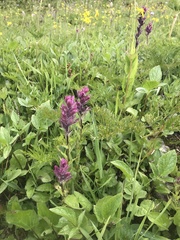Castilleja parviflora parviflora