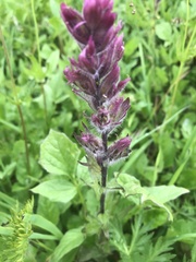 Castilleja parviflora parviflora
