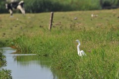 Ardea alba