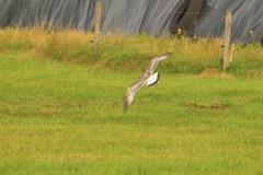 Larus canus