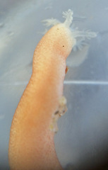 Leptosynapta albicans