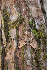 Psilogramma discistriga