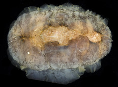 Scutus sinensis