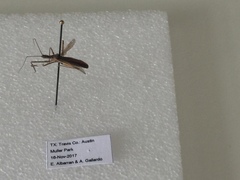 Zelus cervicalis