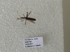 Zelus cervicalis