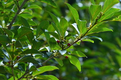 Lindera erythrocarpa