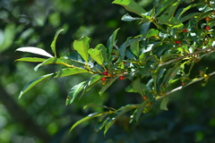 Lindera erythrocarpa