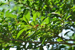 Lindera erythrocarpa