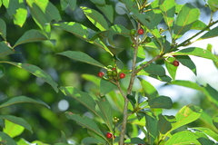 Lindera erythrocarpa
